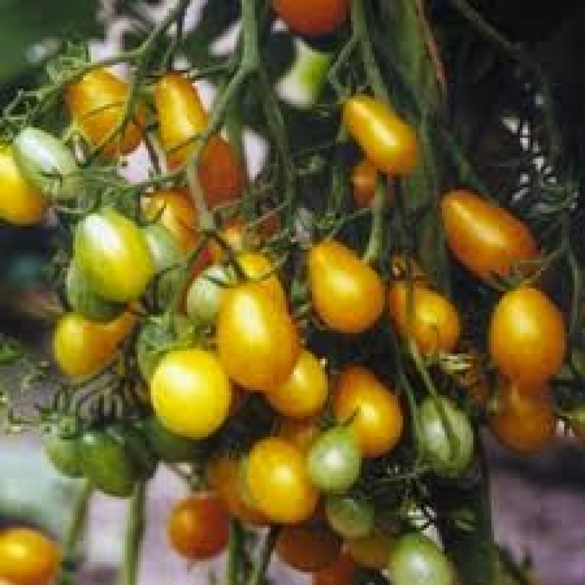 Mini Yellow Pear Tomato Seeds (Solanum lycopersicum) My
