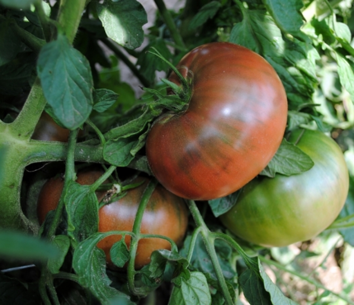 Cherokee Purple Tomato Seeds (Lycopersicon Lycopersicum