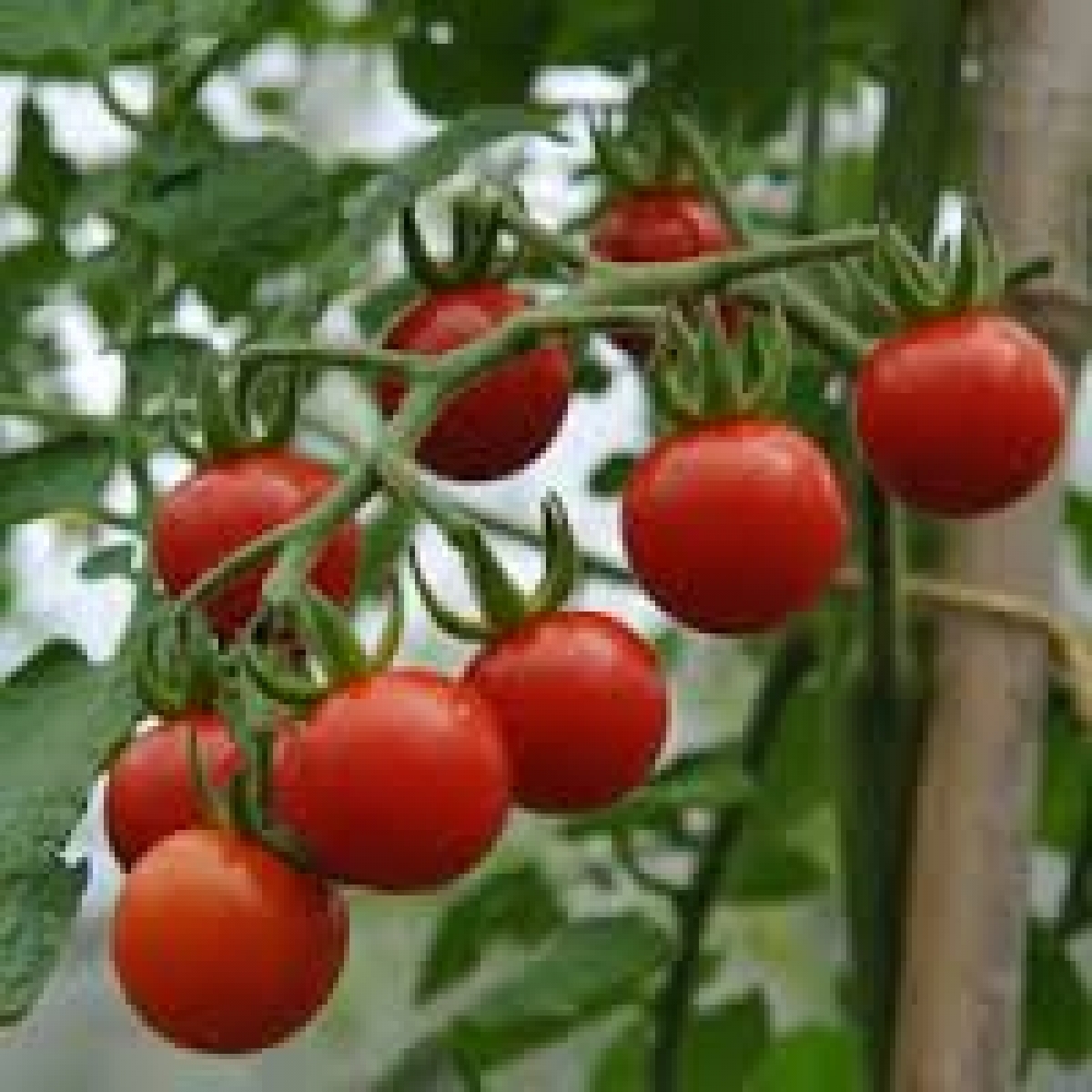 Small Red Cherry Tomato Seeds (Lycopersicon Esculentum