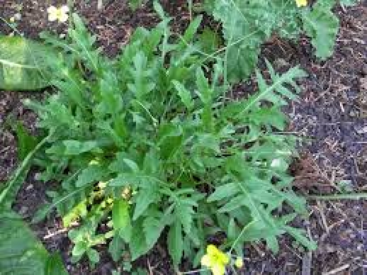 Organic Rocket Salad Seeds (Eruca Vesicaria Sativa) My