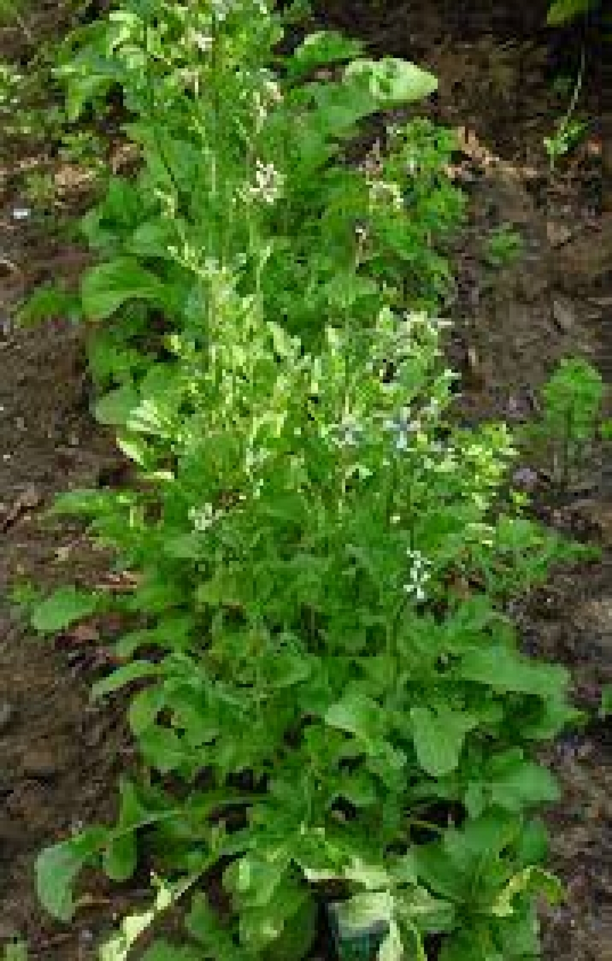 Organic Rocket Salad Seeds (Eruca Vesicaria Sativa) My