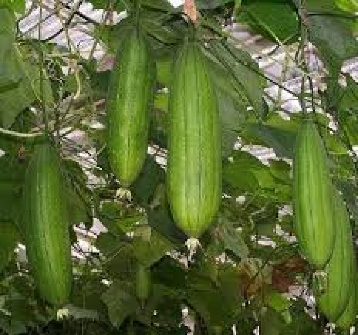 Luffa Sponge Gourd Seeds (Luffa Aegyptiaca) My Lestary Seeds