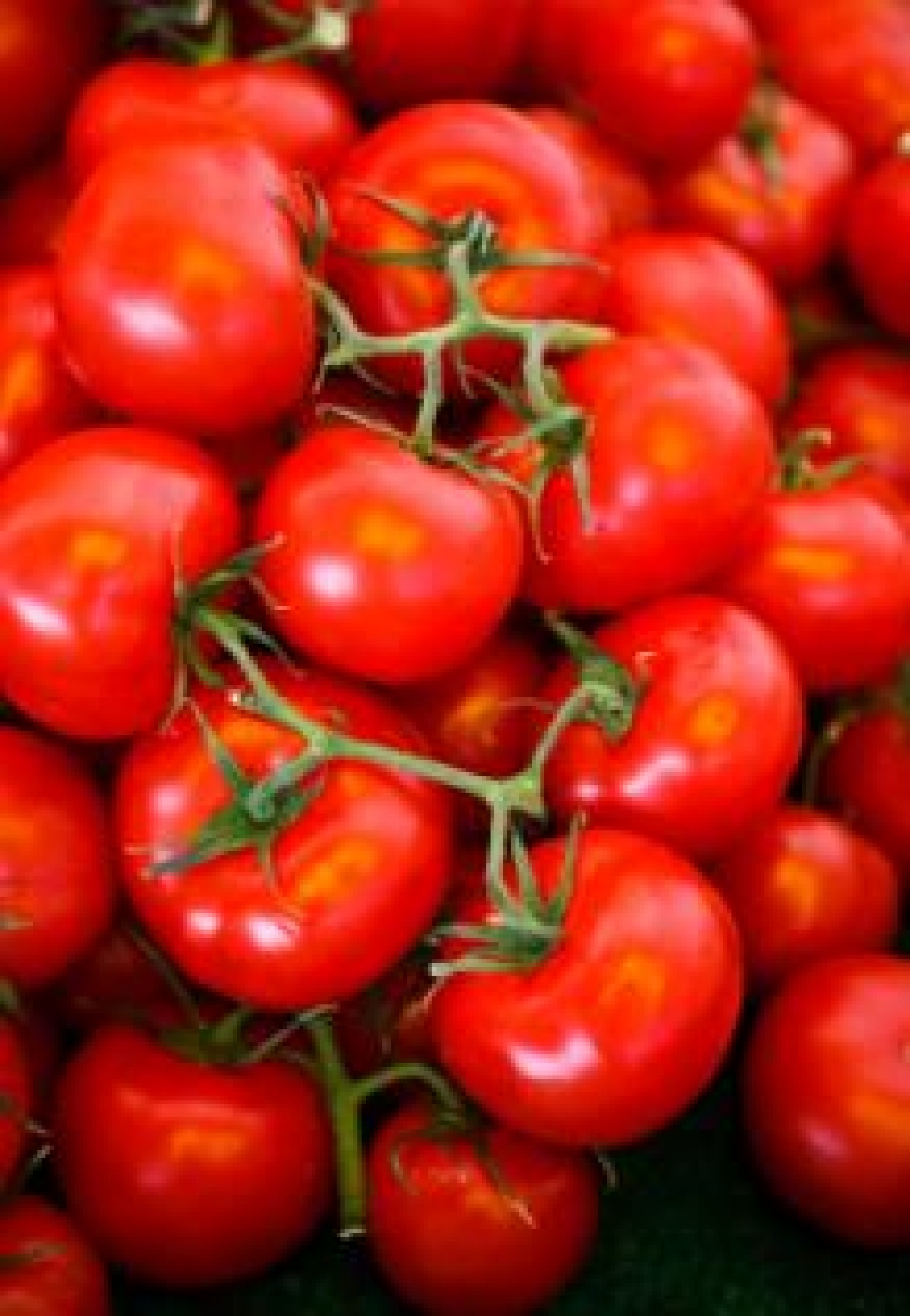 Large Red Cherry Tomato Seeds (Lycopersicon Esculentum