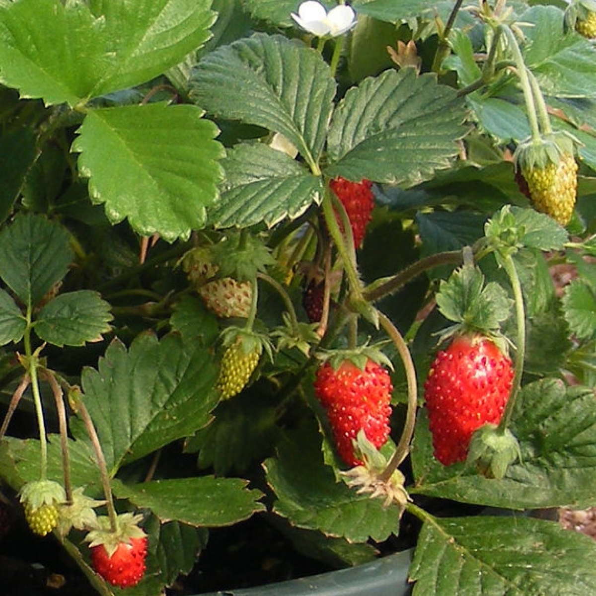 Red Alpine Strawberry (Fragaria Vesca) My