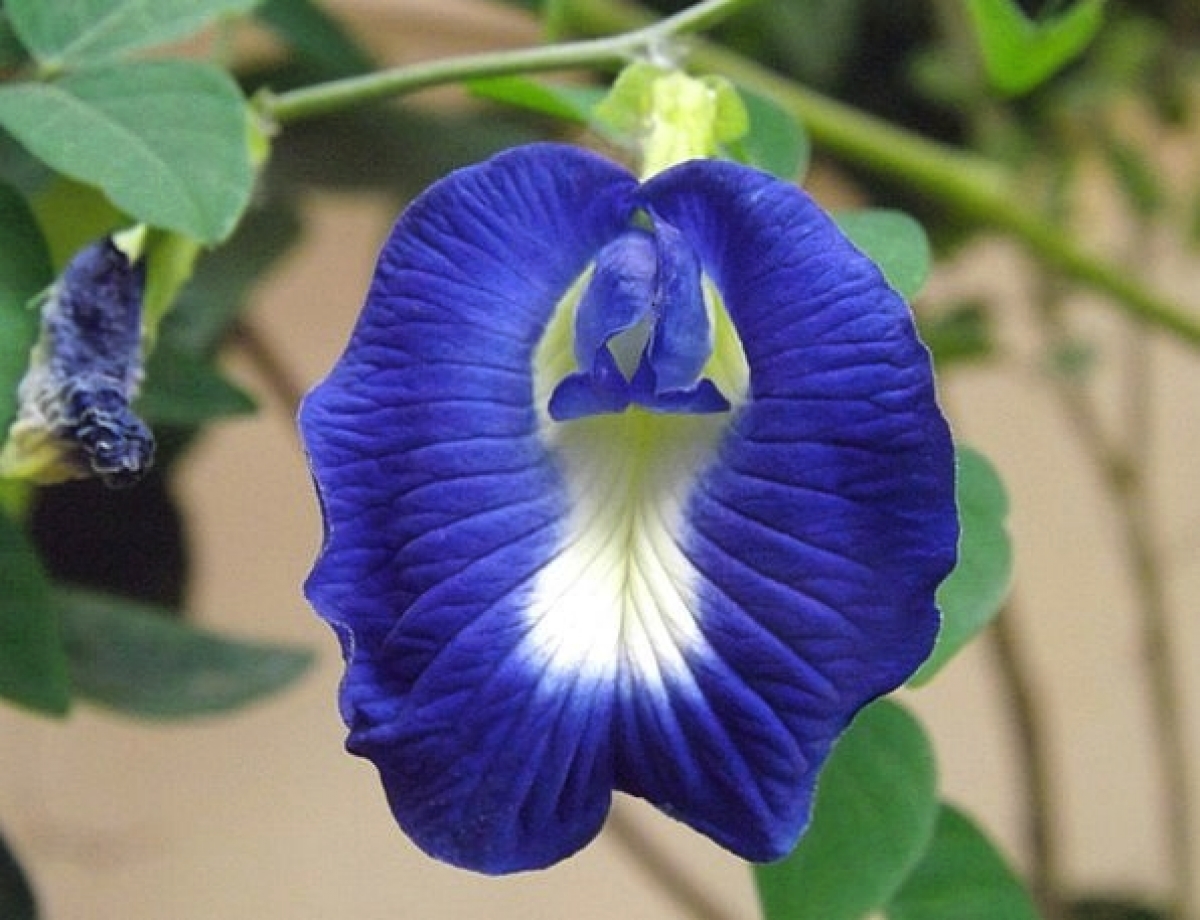 Single Flowered Blue Butterfly Pea Seeds Clitoria 