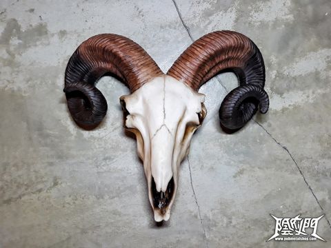 Rams Skull Medium 33cm 1.jpg