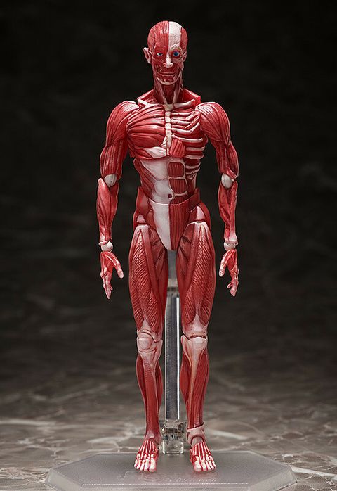 [SP-142] figma Human Anatomical Model.jpg