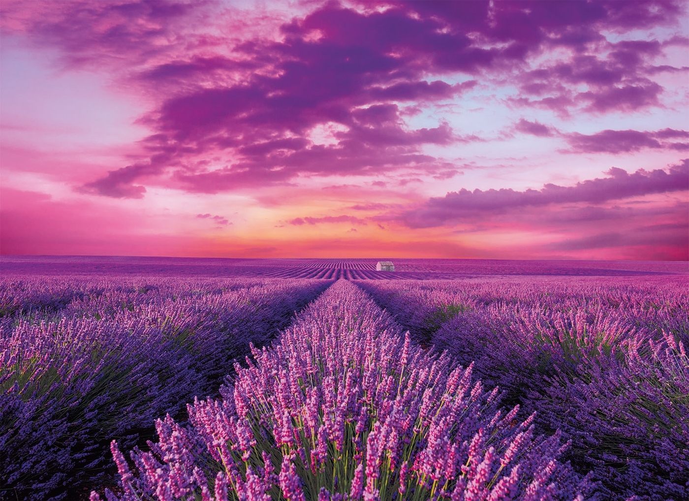 lavender-field-1000-piezas-high-quality-collection_g3sFTwW