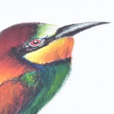 European-Bee-Eater-1200-x-1200-2.jpg