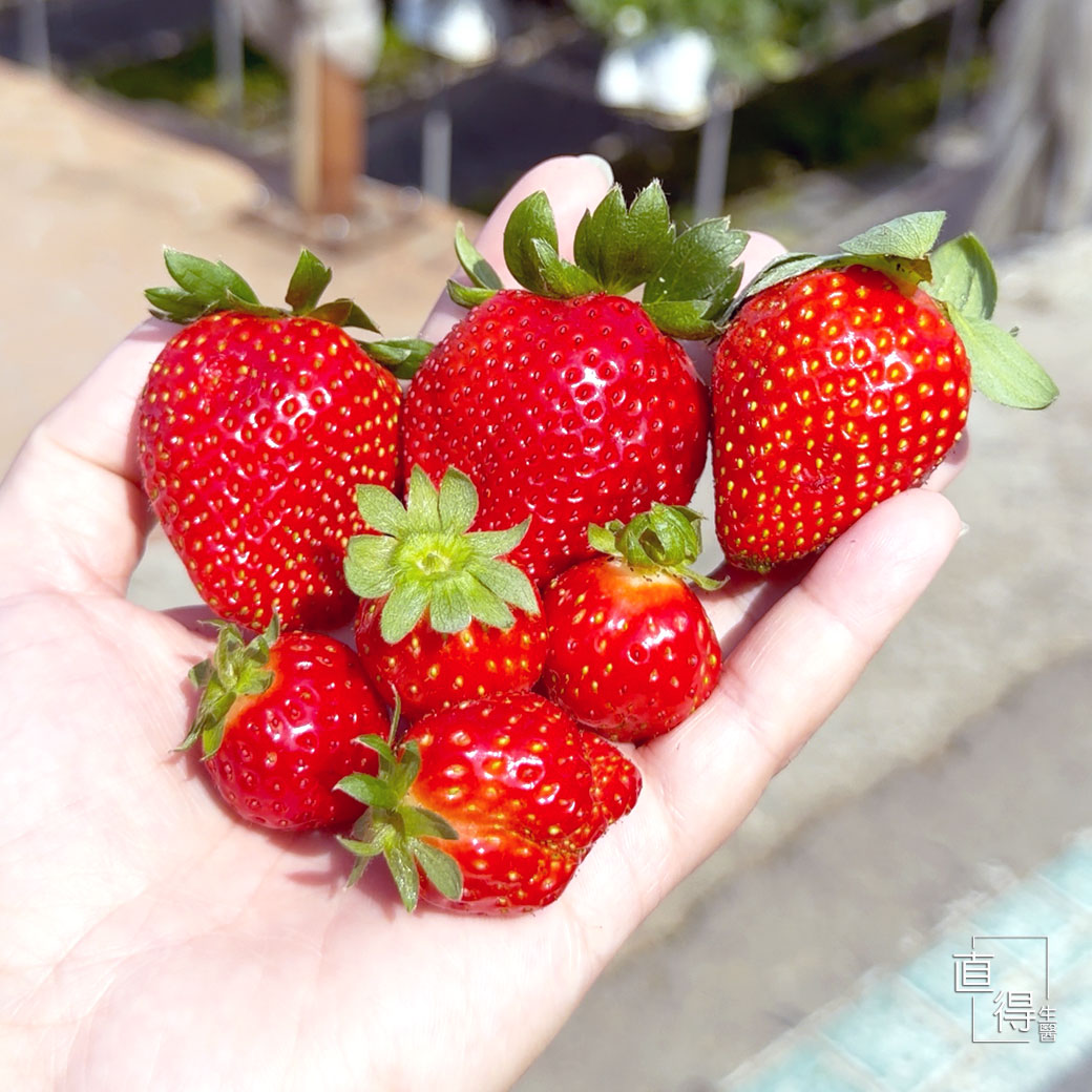 補充維他命C超簡單!