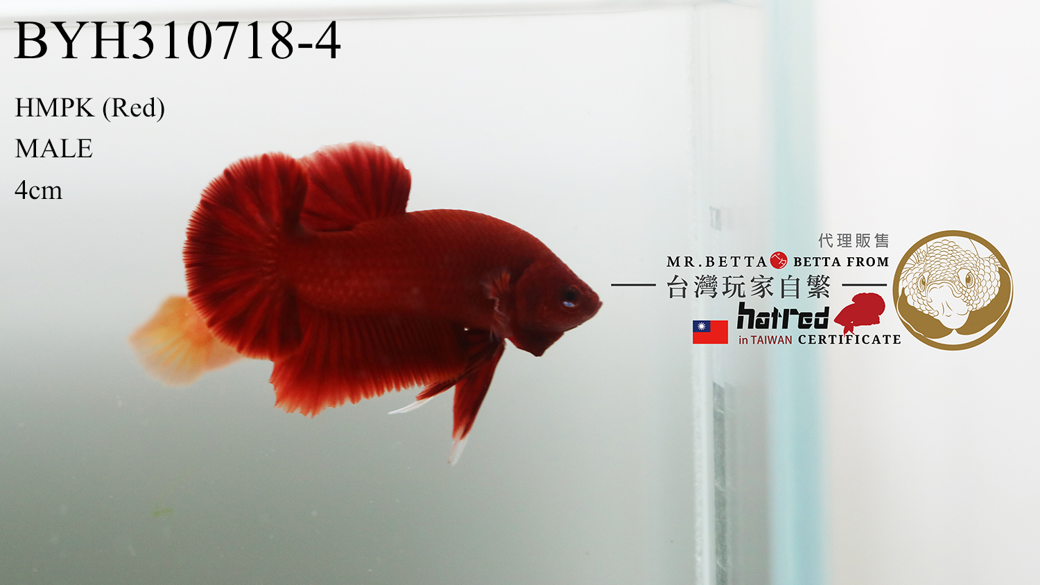 BYH310718-4 (1)-1500.jpg BYH310718-4 (1)-1500.jpg