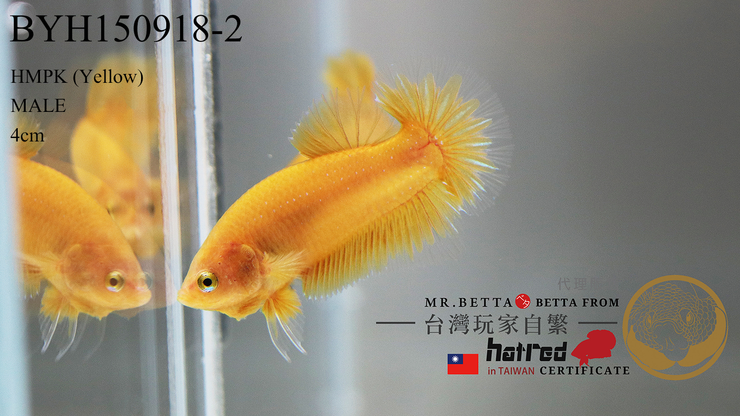 BYH150918 ( Yellow 黃 )