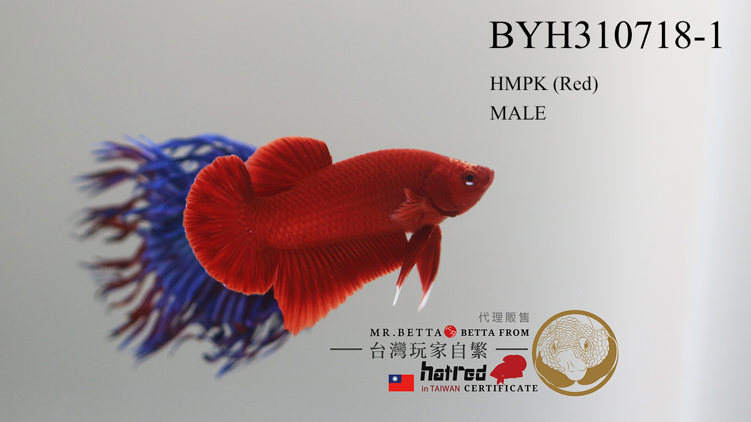 BYH310718-1-1.jpg BYH310718-1-1.jpg