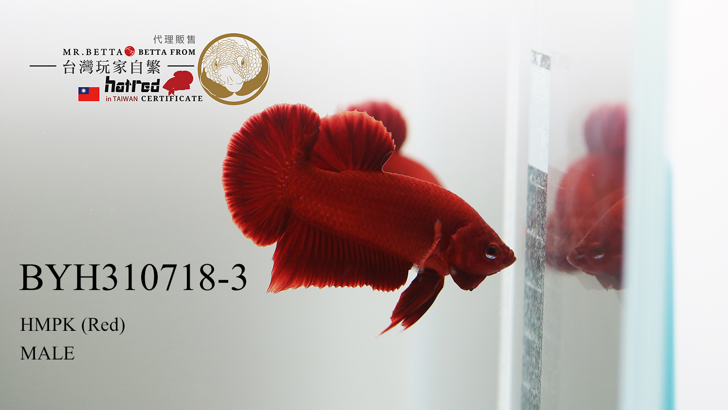 BYH310718-3-1.jpg BYH310718-3-1.jpg