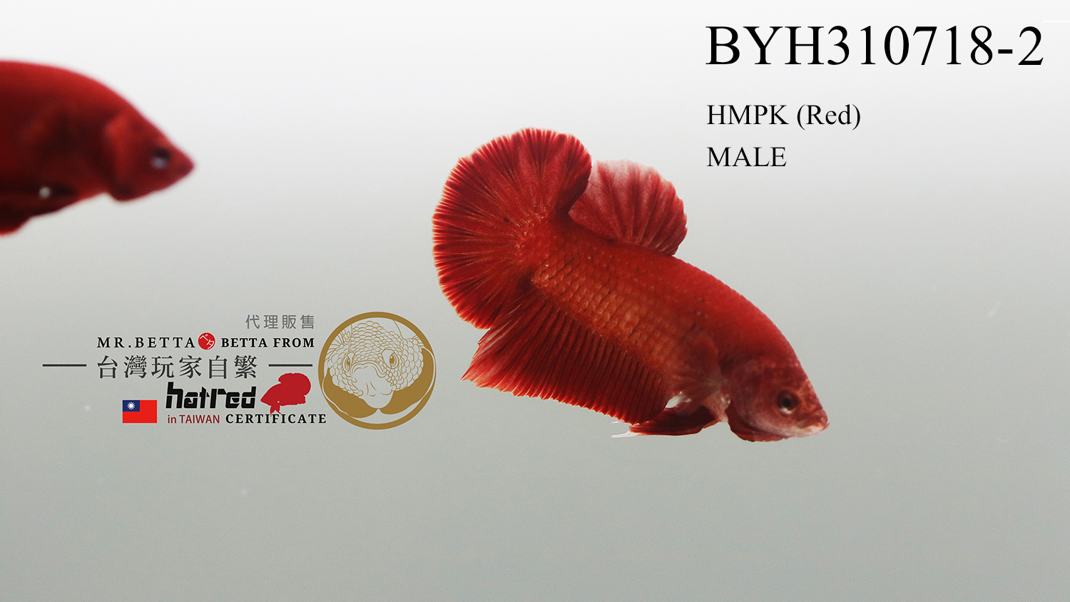 BYH310718-2-1.jpg BYH310718-2-1.jpg