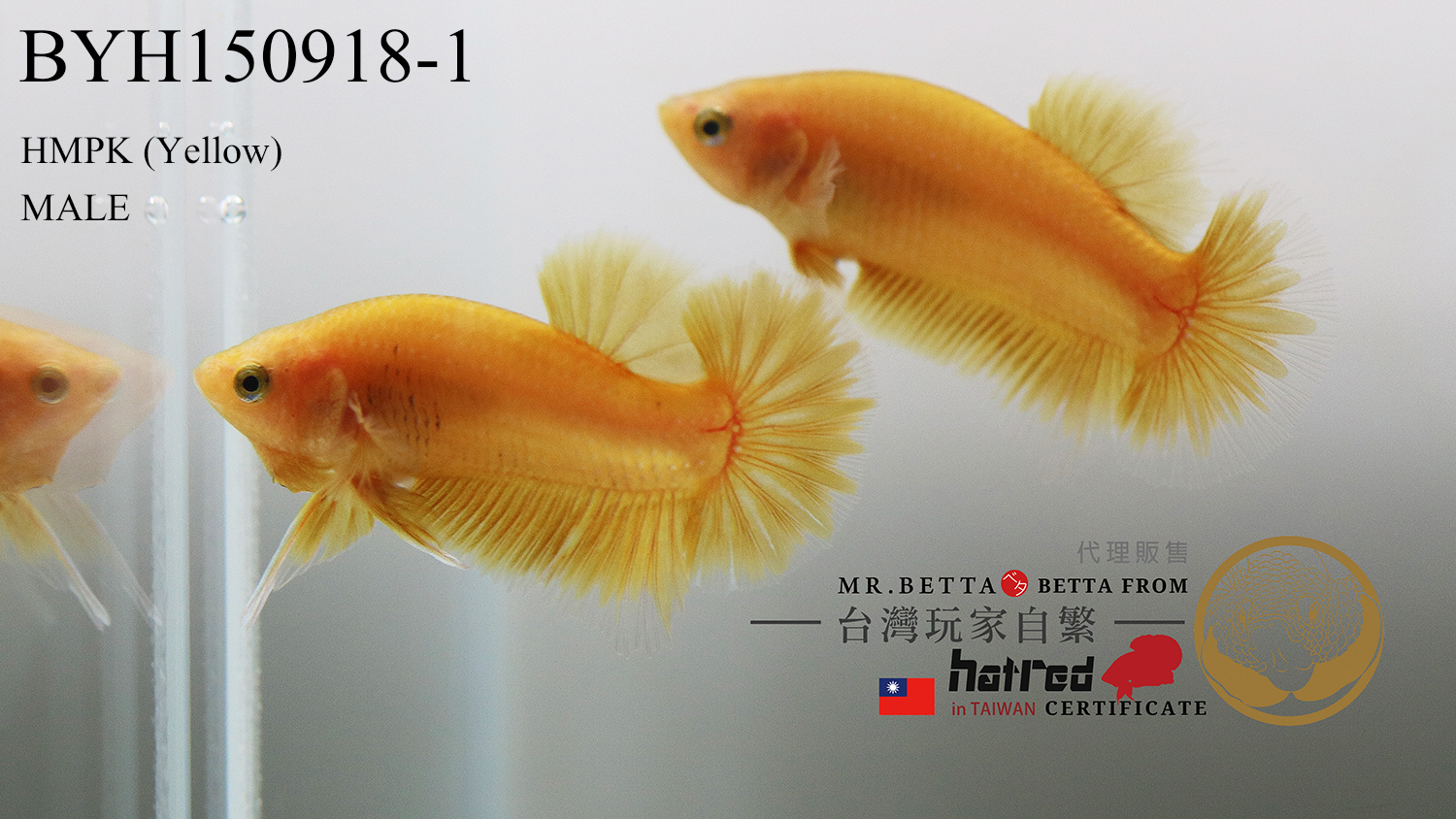 BYH150918-1-1.jpg BYH150918-1-1.jpg