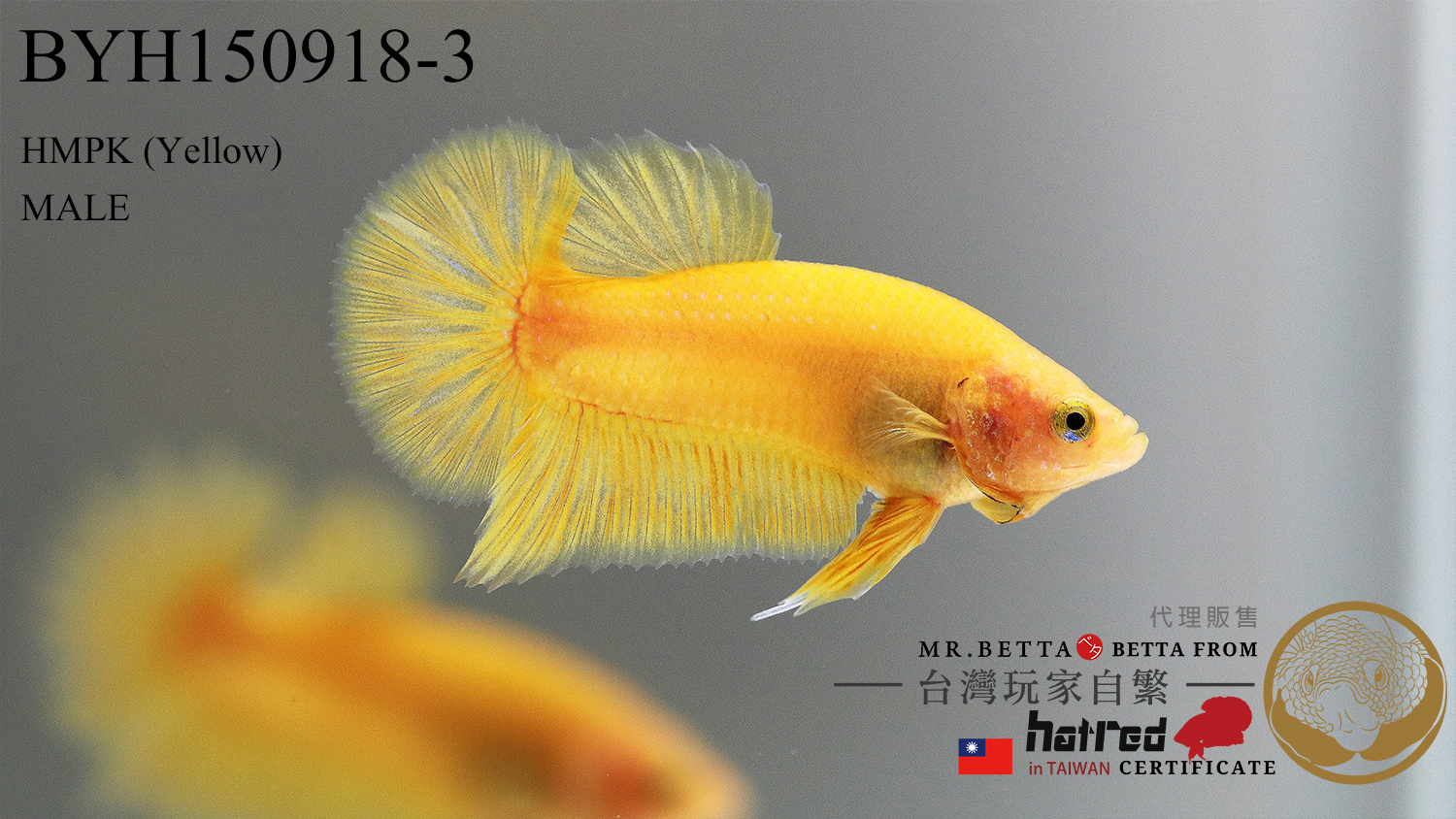 BYH150918-3-2.jpg BYH150918-3-2.jpg