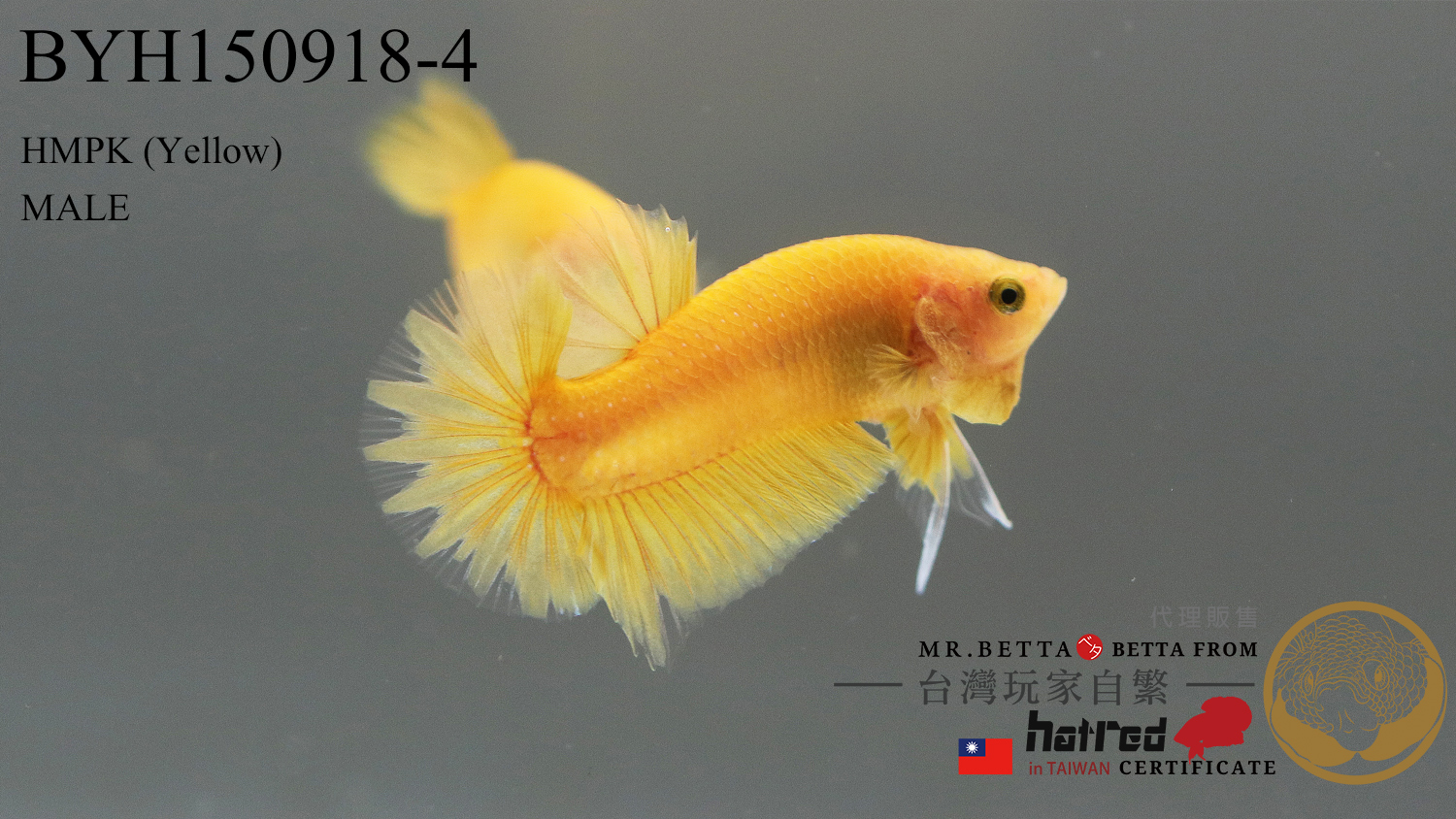 BYH150918-4-2.jpg BYH150918-4-2.jpg