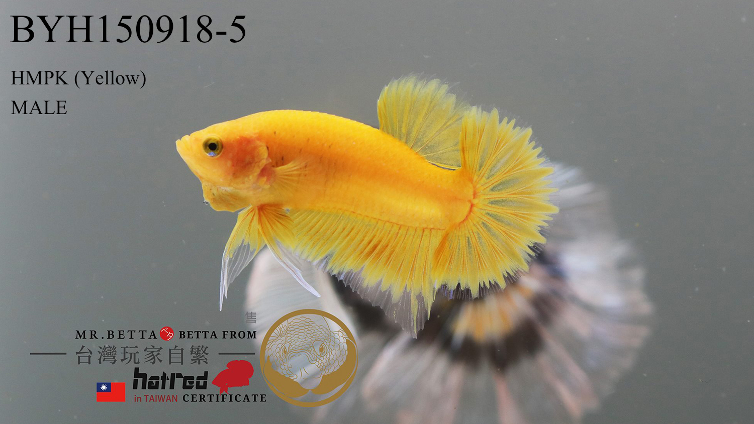 BYH150918-5.jpg BYH150918-5.jpg