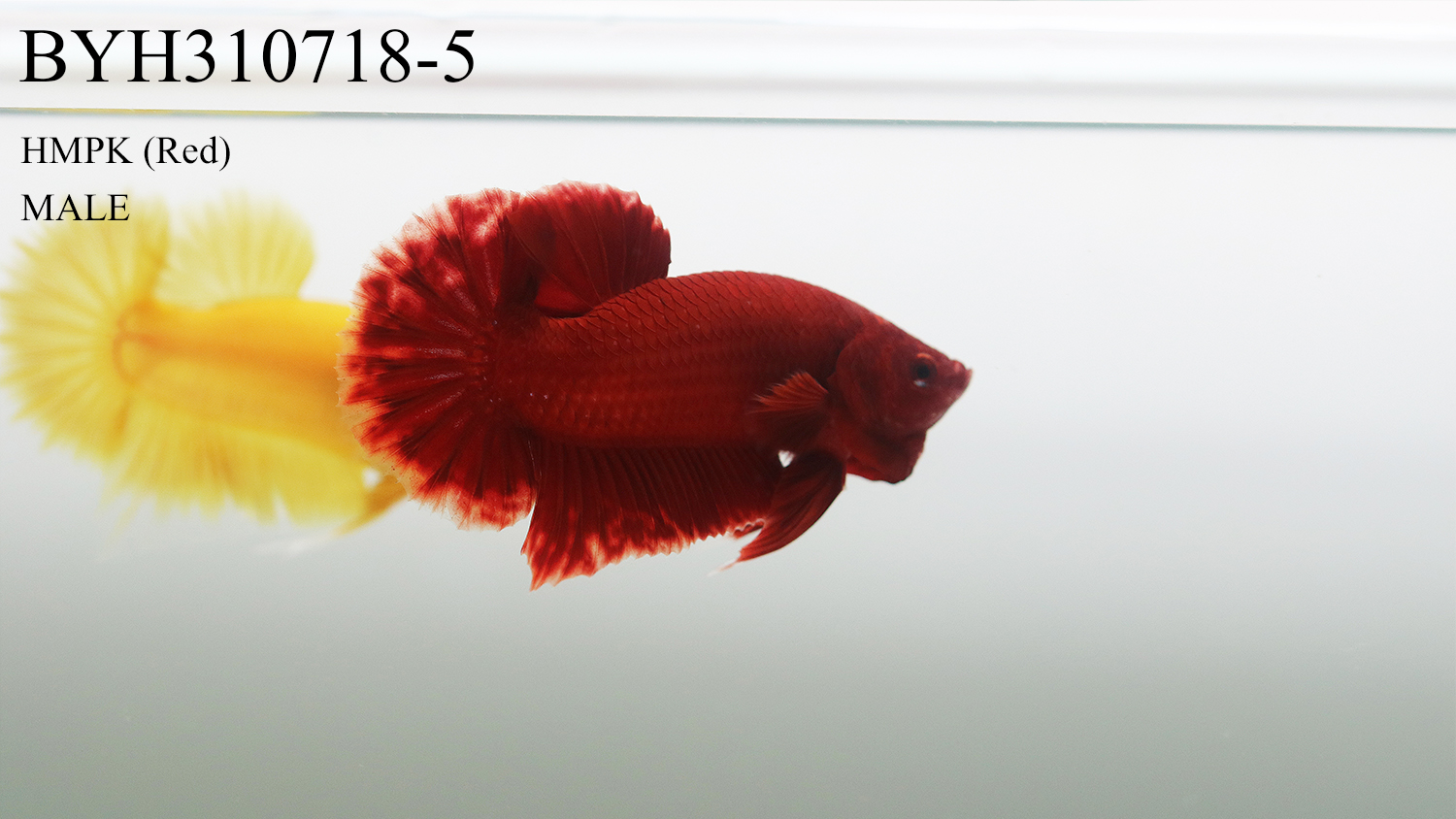 BYH310718 ( Red 紅 )