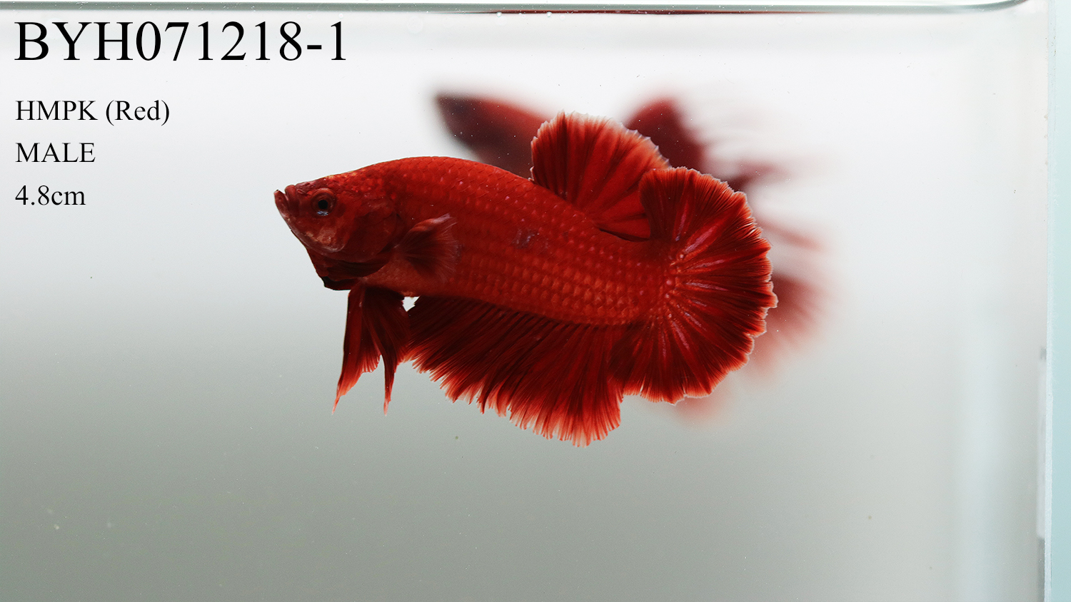 BYH071218-1.jpg BYH071218-1.jpg