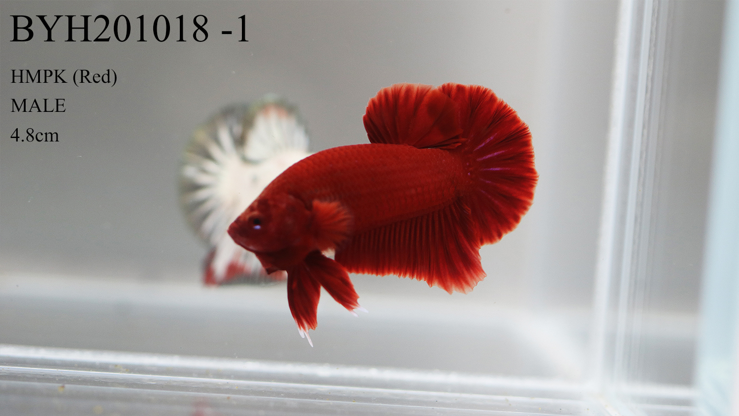 BYH201018 ( Red 紅 )