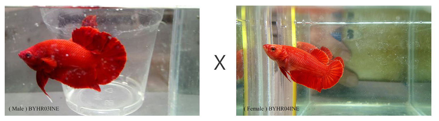 BYH071218-MF.png BYH071218-MF.png