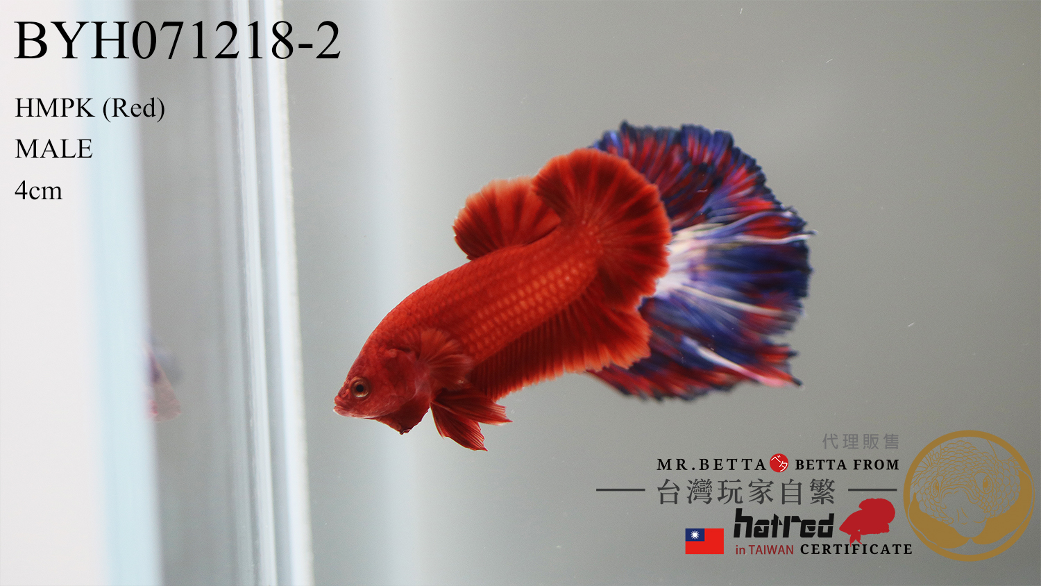 BYH071218 ( Red 紅 )