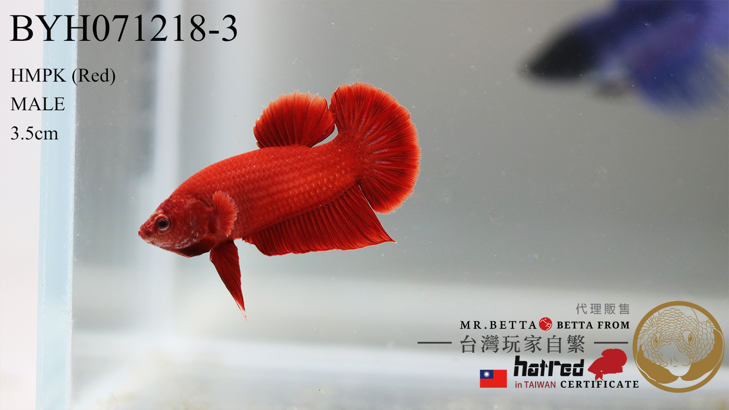 BYH071218-3-35mm-1.jpg BYH071218-3-35mm-1.jpg