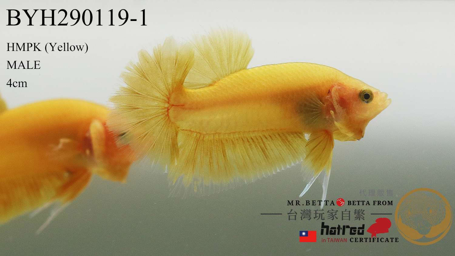 BYH290119 ( Yellow 黃 )