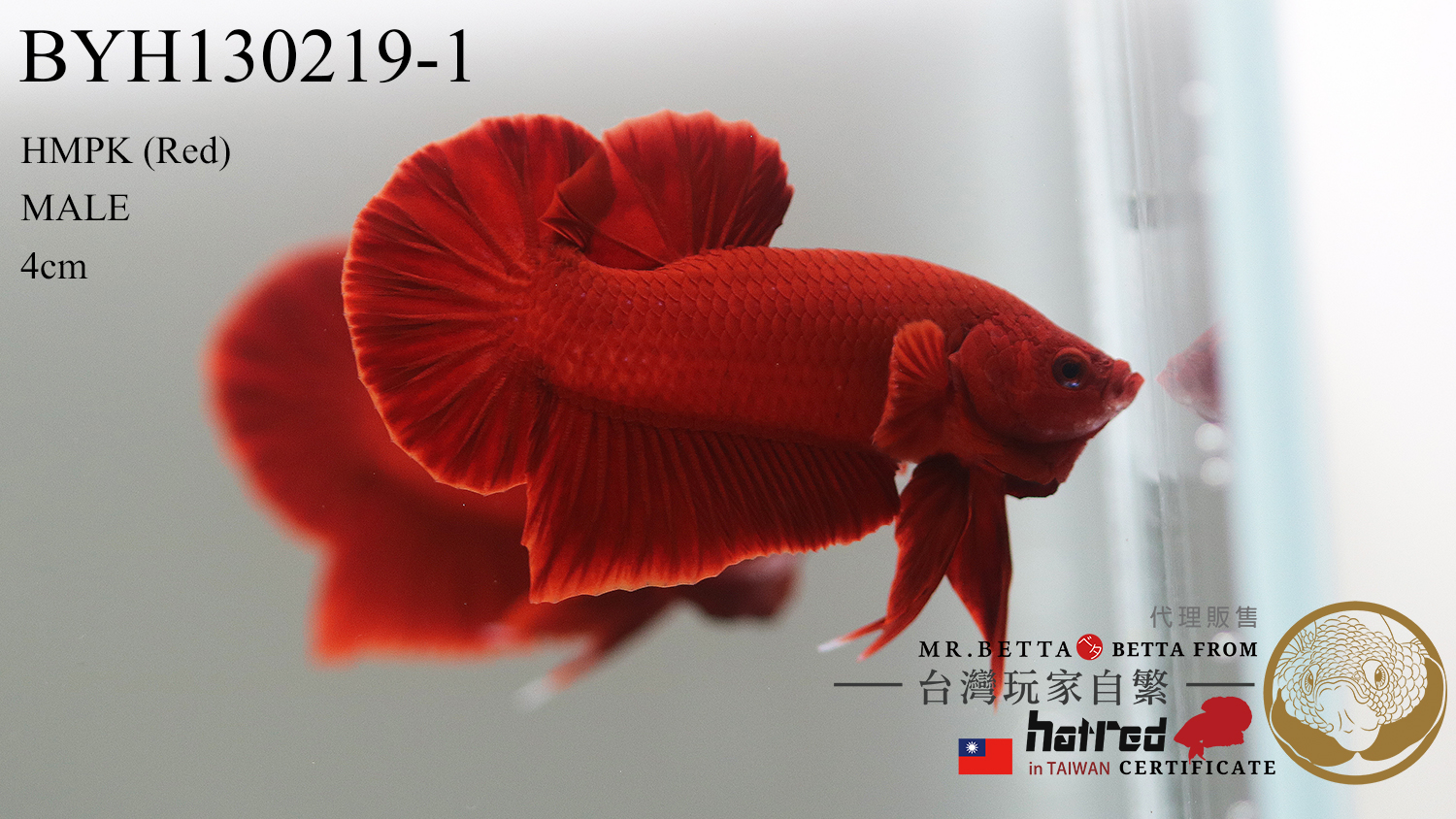 BYH130219-1.jpg BYH130219-1.jpg