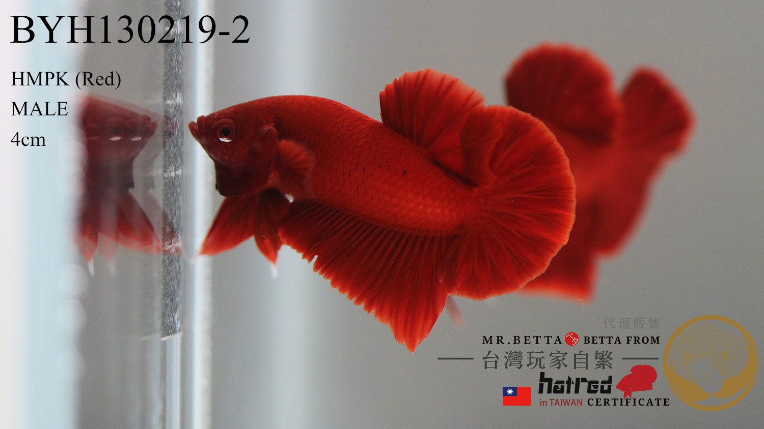 BYH130219-2.jpg BYH130219-2.jpg