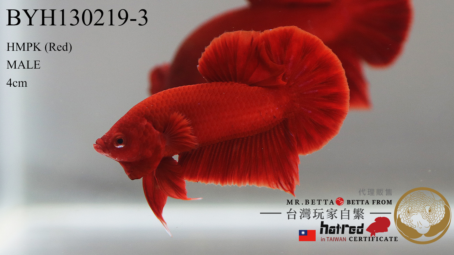 BYH130219 ( Red 紅 )