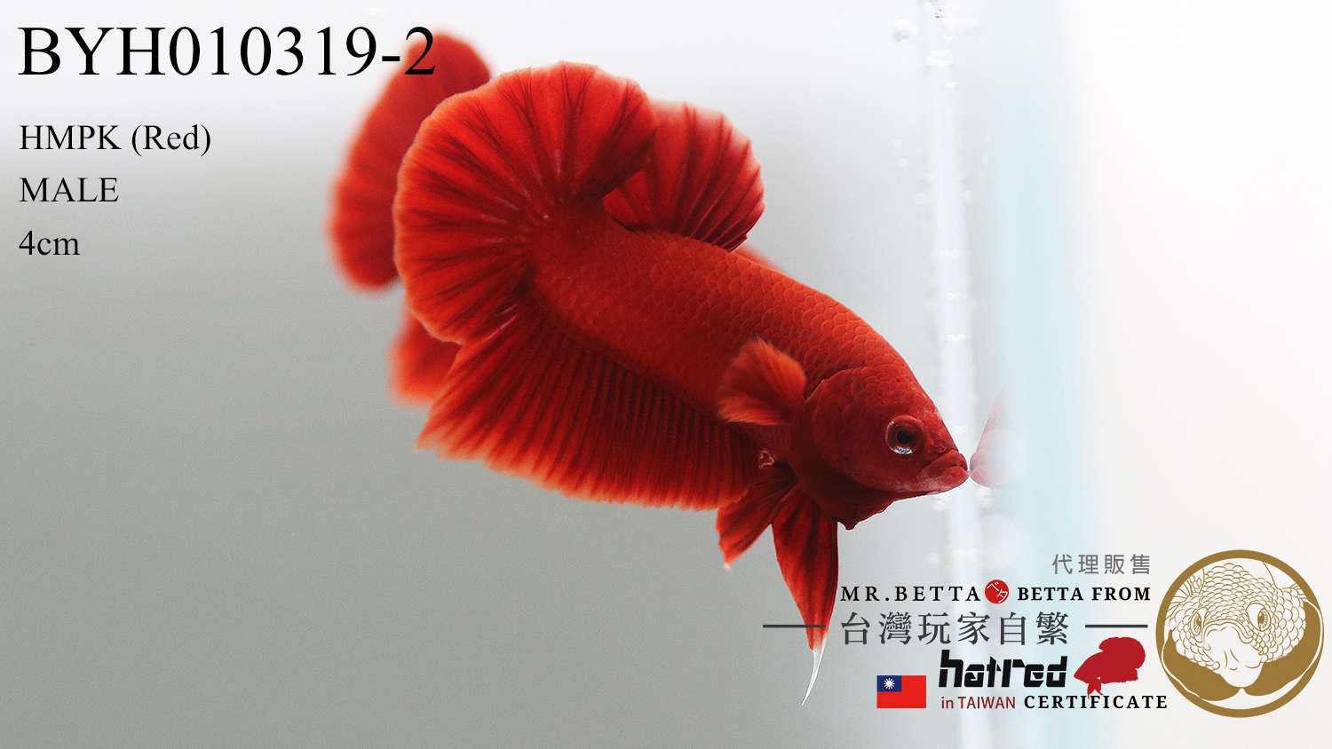 BYH010319 ( Red 紅 )