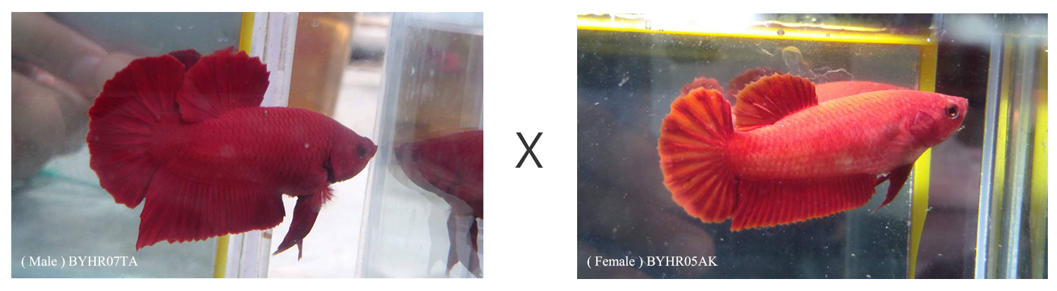 BYHR07TA-BYHR05AK.png
