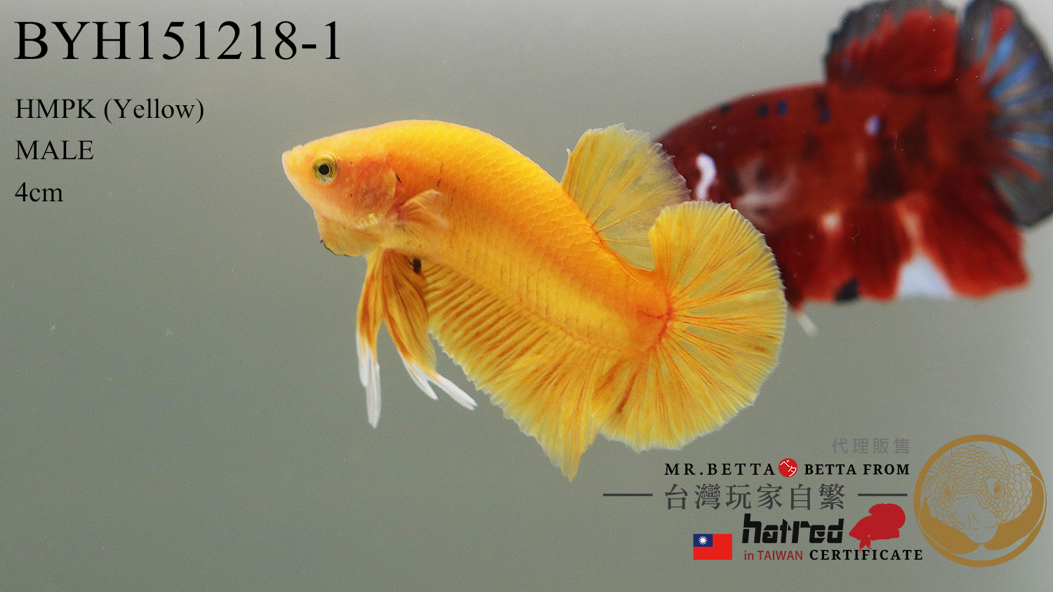 BYH151218 ( Yellow 黃 )