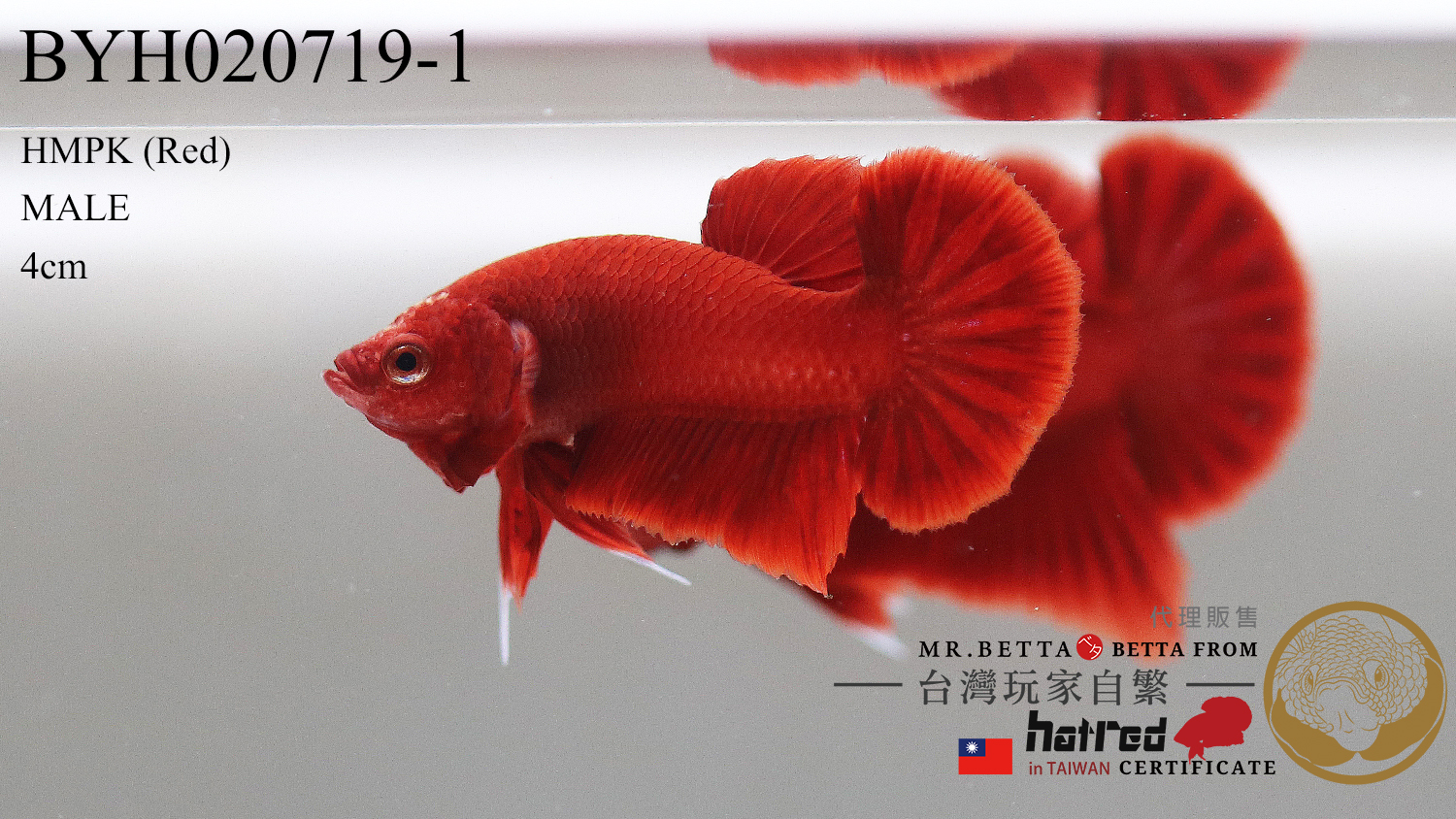 BYH020719-1-1.jpg BYH020719-1-1.jpg