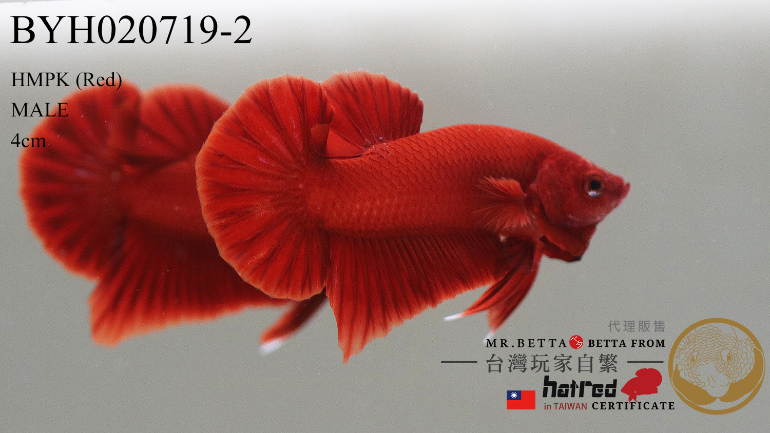 BYH020719-2-1.jpg BYH020719-2-1.jpg