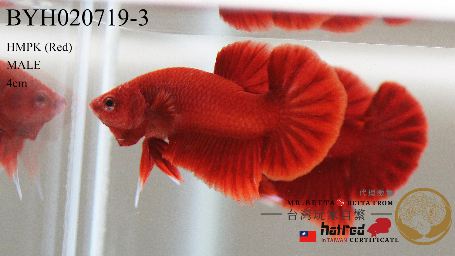 BYH020719-3-1.jpg BYH020719-3-1.jpg