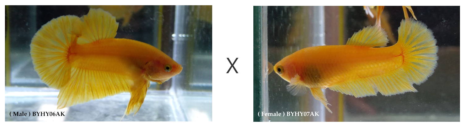 BYHY06AK-BYHY07AK.png BYHY06AK-BYHY07AK.png