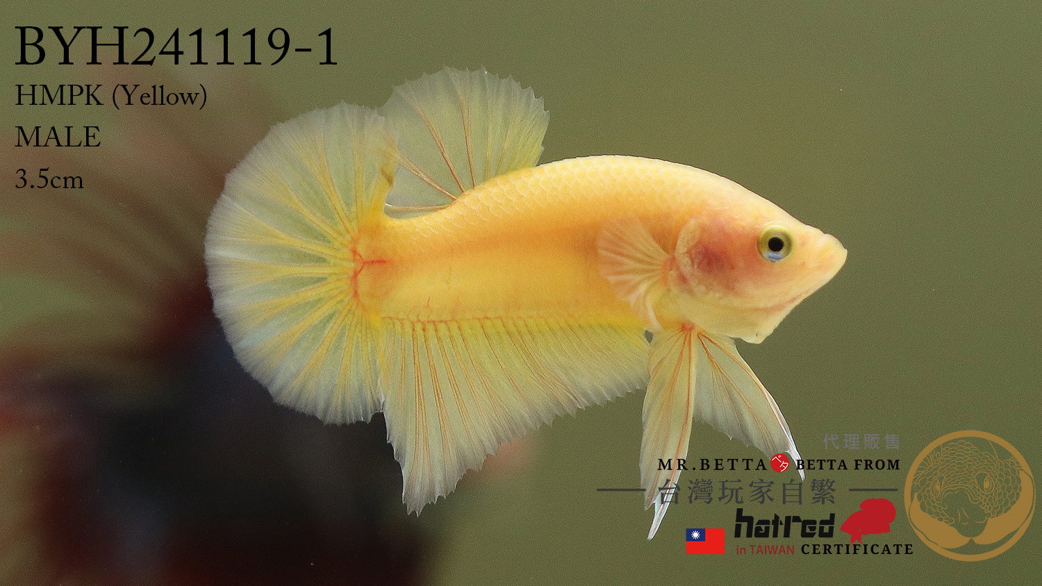 BYH241119 ( Yellow 黃 )