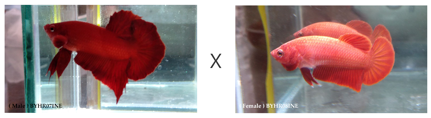 BYHR07INE-BYHR08INE.png BYHR07INE-BYHR08INE.png