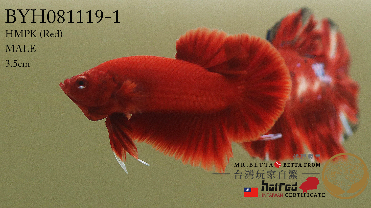 BYH081119 ( Red 紅 )