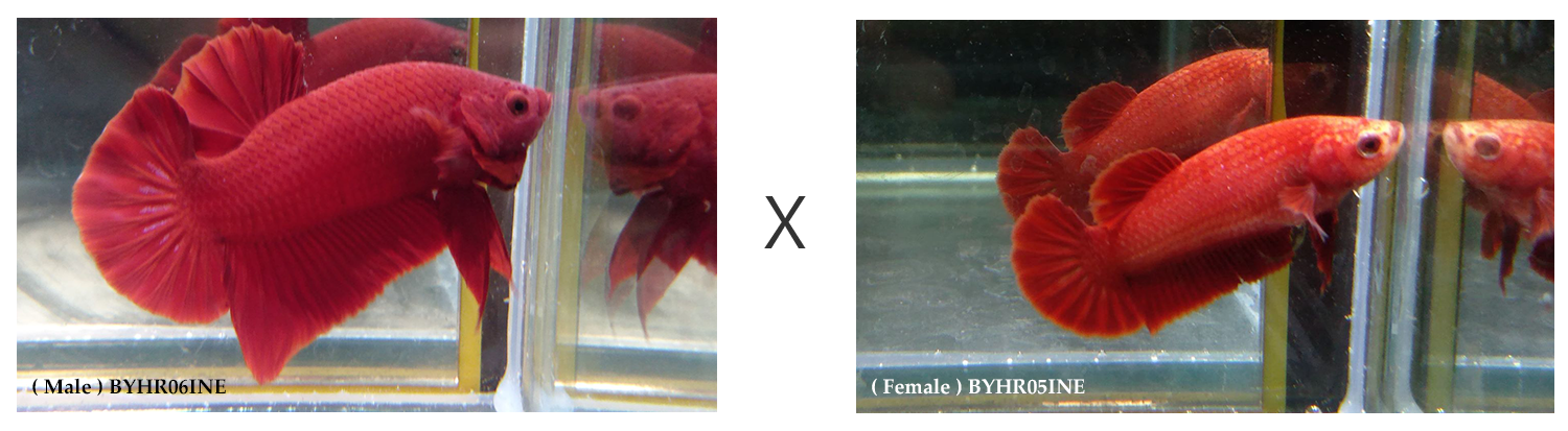 BYHR06INE-BYHR05INE.png BYHR06INE-BYHR05INE.png