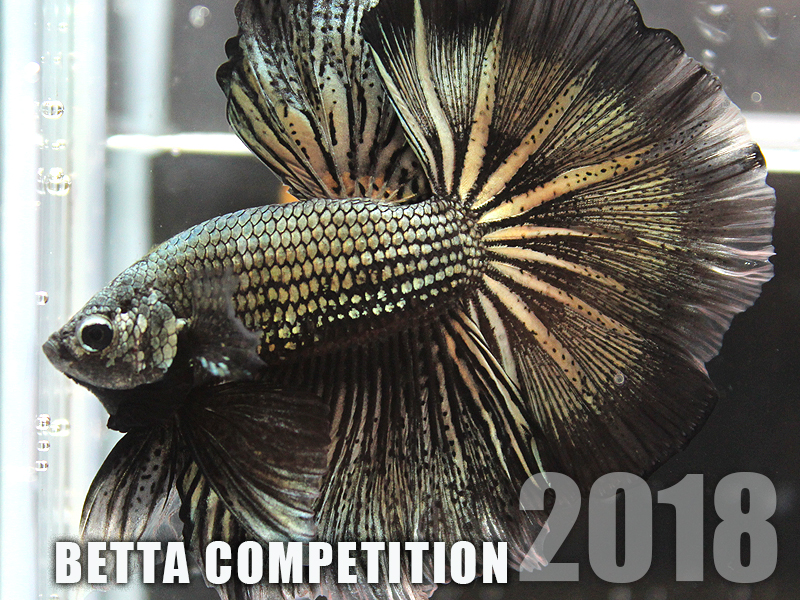 2018 Betta Competition 國際鬥魚比賽消息