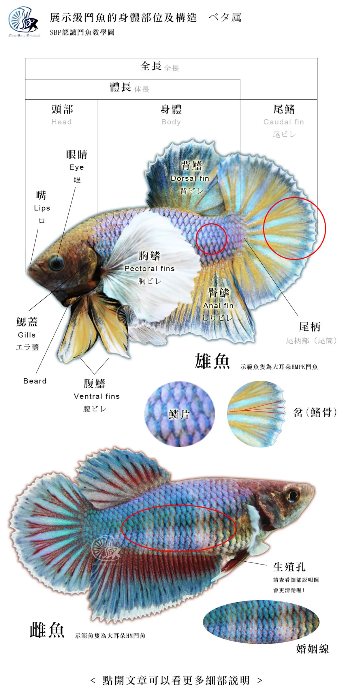 展示級鬥魚的身體部位及構造 Sbp展鬥期刊show Betta Periodical Taiwan