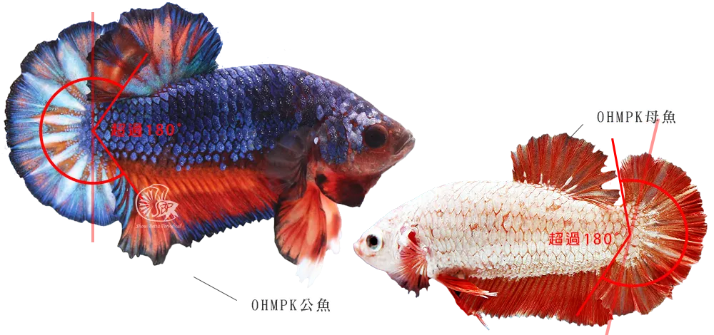 短鰭型鬥魚 Plakat Pk Sbp展鬥期刊show Betta Periodical Taiwan 短鰭型鬥魚 Plakat Pk Sbp展鬥期刊show Betta Periodical Taiwan