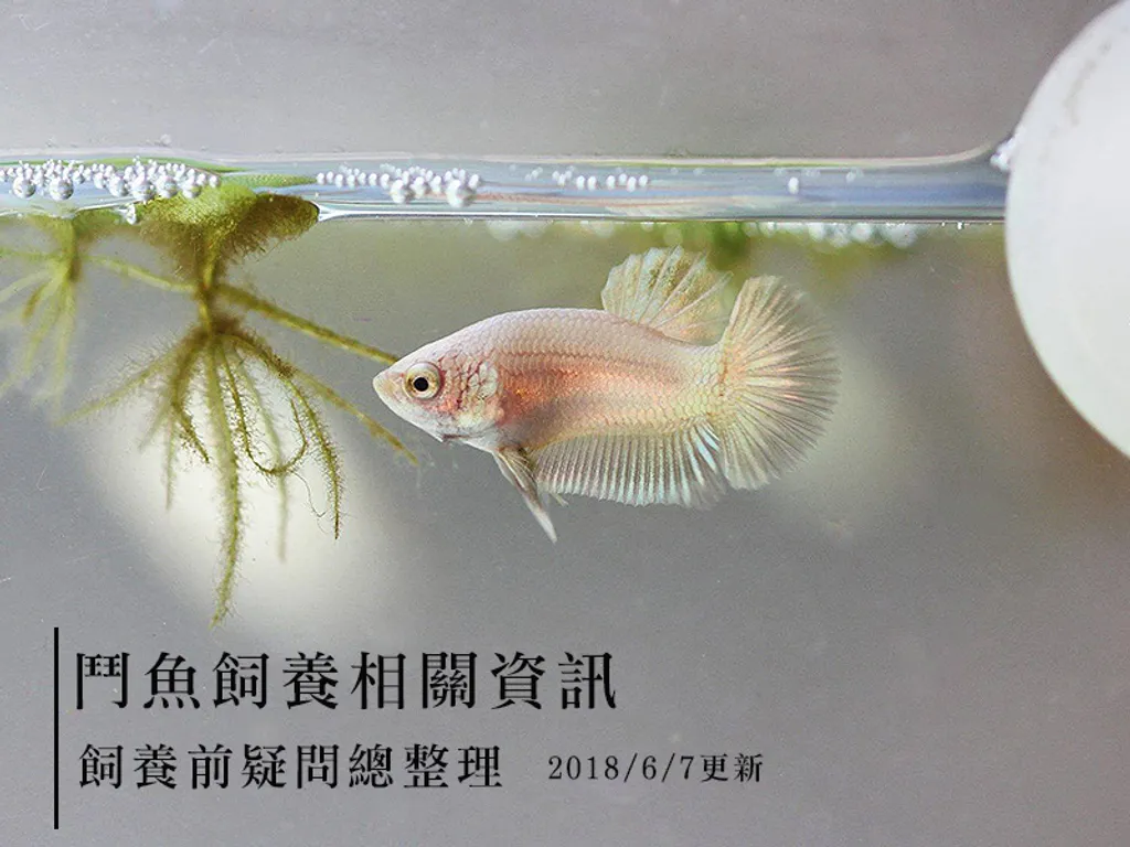 鬥魚飼養相關資訊 飼養前疑問總整理 18 6 7更新 Sbp展鬥期刊show Betta Periodical Taiwan
