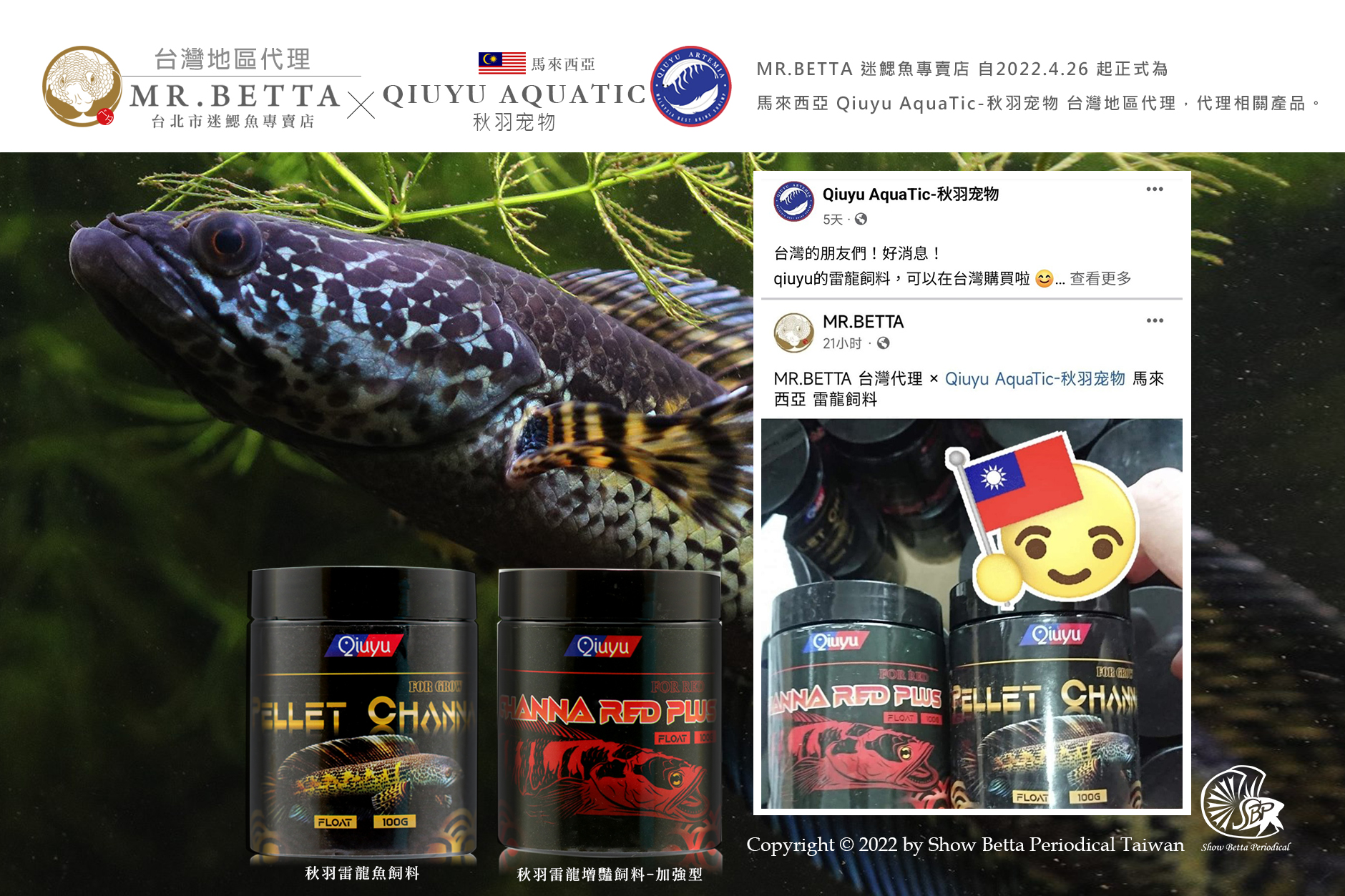 MR.BETTA 迷鰓魚專賣店 自2022.4.26 起正式為 馬來西亞 Qiuyu AquaTic-秋羽宠物 台灣區代理
