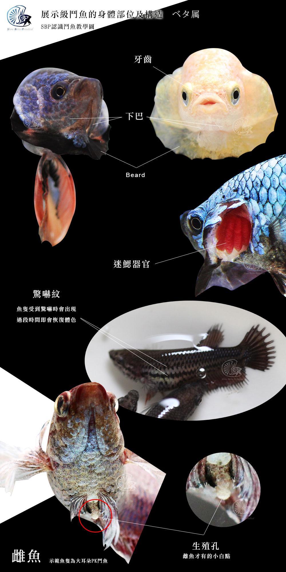 展示級鬥魚的身體部位及構造 Sbp展鬥期刊show Betta Periodical Taiwan